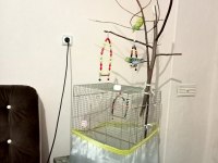 3.5 aylık biri dişi ve biri erkek muhabbet kuşu