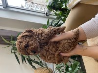 3 adet asıl safkan toy poodle