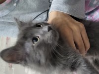 2 adet scottish fold kedi biri gri renk diğeri kırçıllı