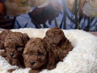 SAFKAN TOY POODLE BEBEKLERİMİZ