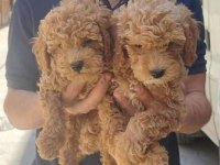 Maltipoo ve poodle yavrular