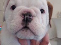 İNGİLİZ BULLDOG YAVRULARI
