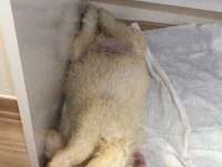 Maltipoo 2,5 aylık