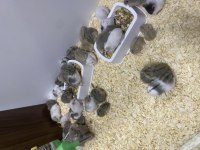 BABY FİSH AQUARİUM sağlıklı hamster ve yavrular