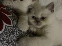 Yavru dişi british shorthair kediler