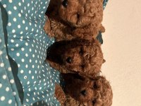 Safkan Kore Poodle Bebekler