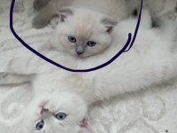 2 aylık dişi kırık kulak yavru kedimiz