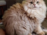 British Longhair Ay11