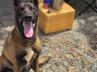 Belçika malinois eğitimli