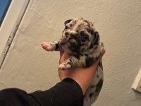 Egzotik ve standart fransız bulldog