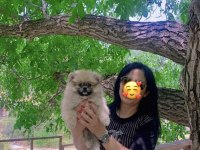 Pomeranian Dişi Prensesimiz