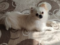 Pomeranian kızımıza yuva arıyoruz