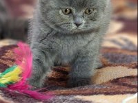 Scottish Fold Yavrularımız Evinizin Neşesi Olacaktır