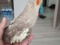 Bir çift gri Sultan Papağanı