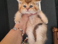 British shorthair kedimiz