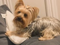 Uyguna Wc Eğitimli Bakımlı Köpeğimiz