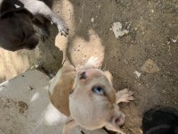 Orjinal a kalite erkek aşılı french buldog yavrular