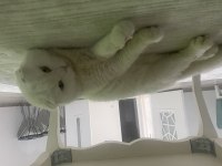 1 aylık scottish fold sahiplendirme