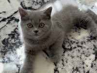 British shorthair 55 günlük dişi