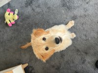 Ücretsiz Dişi 5 aylık Golden Retriever