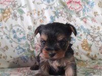 Teacup yorkshire yavrular