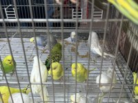 BEBEK MUHABBET KUŞU YENİ YEME DÜŞMÜŞ GÖNDERİM VAR