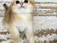 Safkan British Shorthair Golden Erkek Yavru