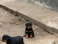 Son 3 erkek koca kafa rottweiler yavrular
