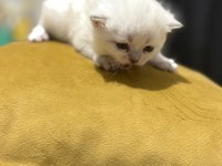 Orijinal british shorthair