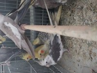 Sultan papağanı bulunur