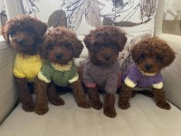 Güzellik Abidesi Poodle Bebekler