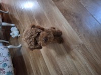 Yeni yuvasını arıyor erkek poodle köpeğimiz