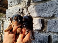 Sevimli Yorkie yavrumuz mutluluk getirmeye hazır!