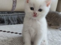 British shorthair kedisi