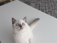 Dişi 3 aylık sağlıklı minnoş oyuncu kedimiz