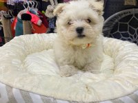Maltese terrier köpeğimiz