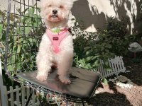 Toy poodle orjinal beyaz
