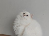 British longhair kızımıza yeni aile arıyoruz
