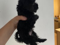 Ev ortamında sevgiyle bakılan maltipoo yavrular