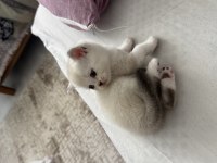 1 aylık yavru british shorthair