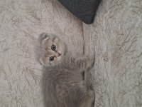British shorthair ve scottish fold sahiplendirme