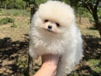 Teacup Kusursuz Karbeyaz Pomeranian Boo
