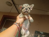 Sevimli french bulldog yavrular