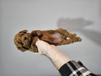 Kore toy poodle bebekler