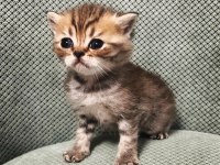 Scottish Fold Tabby
