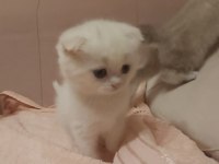 Scottish fold ve british yavrular