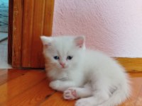 Pamuk British Shorthair