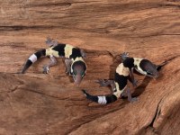 Yavru Aft Geckolar