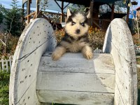 SHOW KALİTE HUSKY ARAYANLARA ÖZEL