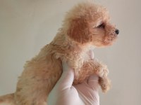 IRK VE SAĞLIK GARANTİ MALTİPOO YAVRULARIM